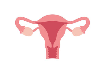 Simplified Anatomical Illustration of the Female Reproductive System Uterus and Ovaries.