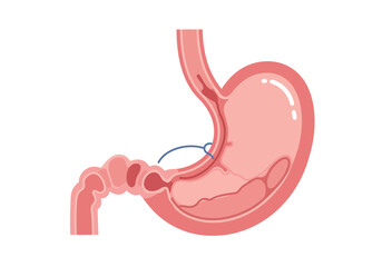 Simplified Anatomical Illustration of Human Stomach and Intestines Medical Concept.