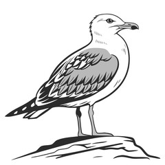 Seagull standing on rock bird wildlife