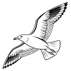 Black and white seagull in flight bird flying