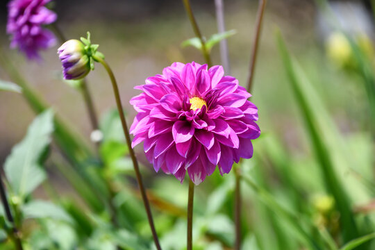 ダリア「お手玉」　Dahlia 'Otedama'