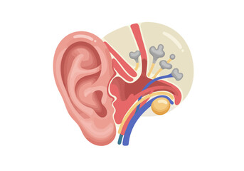 Naklejka premium Detailed Anatomy of Human Ear: External Middle and Inner Ear Structures Illustrated.