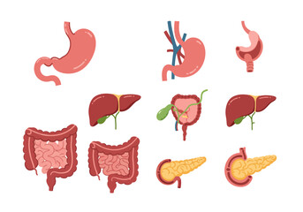 Cartoon Human Internal Organs: Stomach Liver Intestines Pancreas Gallbladder.