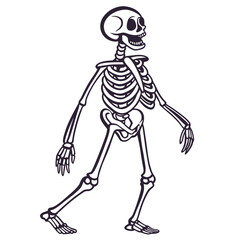 Walking skeleton figure human skeleton anatomy