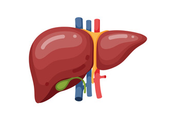 Detailed Illustration of Human Liver with Gallbladder and Vessels.