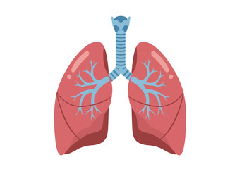 Simplified Anatomical Illustration of Human Lungs with Bronchial Tree.