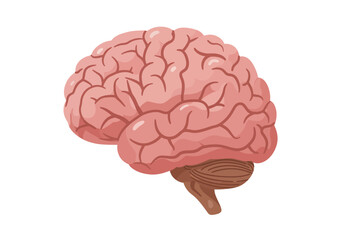 Detailed Illustration of a Human Brain Anatomy.