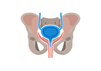 Detailed Anatomical Illustration of Human Urinary Bladder and Pelvic Bones.