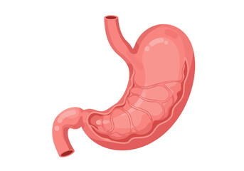 Detailed Illustration of a Human Stomach Showing Internal Rugae and Esophageal Connection.