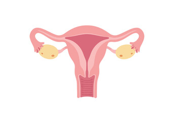 Fototapeta premium Simplified Illustration of Female Reproductive System Anatomy Pink and Beige.