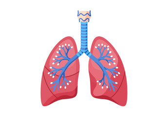 Simplified Anatomical Illustration of Human Lungs and Respiratory System.