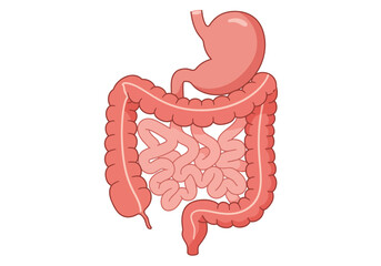 Cartoon Illustration of Human Digestive System: Stomach and Intestines.