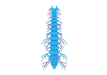 Detailed Illustration of Human Spinal Cord with Nerve Roots Blue and Purple Hues.