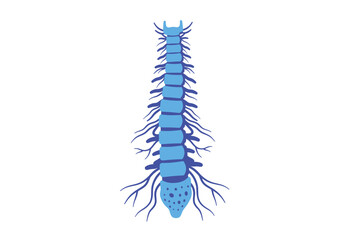 Stylized Blue Centipede Illustration with Segmented Body and Antennae.