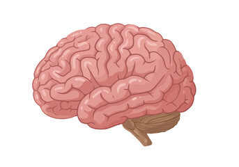 Anatomical Illustration of a Human Brain with Detailed Lobes and Cerebellum.