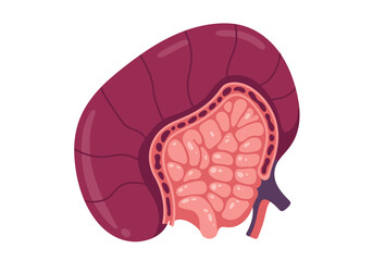 Detailed Diagram of a Kidney with Internal Structures.