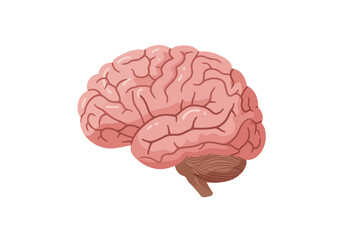 Detailed Illustration of a Human Brain Pink and Brown Hues Showing Gyri and Sulci.