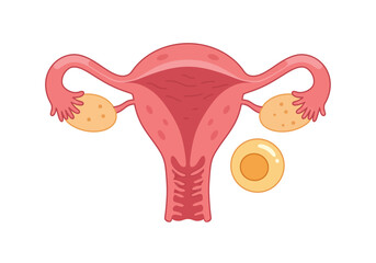 Cartoon Illustration of Female Reproductive System with Ovaries and Egg.
