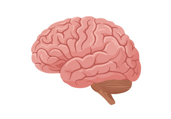 Anatomical Brain Illustration: Pink Cerebral Organ with Detailed Lobes.