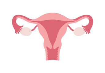 Simplified Medical Illustration of Female Reproductive System in Pink Tones.