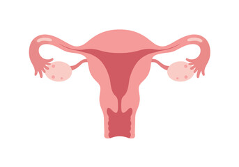 Anatomical Illustration of Female Reproductive System in Pink Tones.