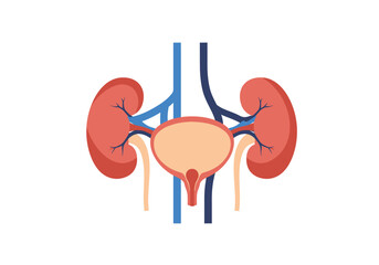 Simplified Illustration of Human Urinary System with Kidneys and Bladder.
