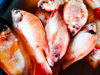 Raw and fresh tilapia fish sold in the market. Traditional market. Fish traders