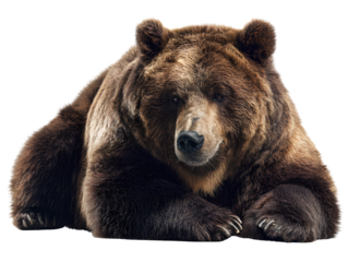 A Bear lying down, transparent background