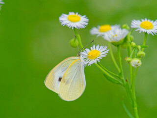 ヒメジョオンの花蜜を吸うモンシロチョウ