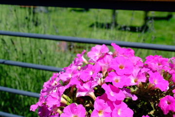 Megcito hanging pink petunia flower close-up photo. Pink petunias in pots. Natural beauty. Gardening, flower care. Ornamental gardens.