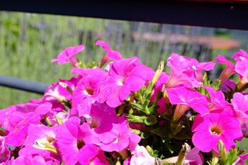 Megcito hanging pink petunia flower close-up photo. Pink petunias in pots. Natural beauty. Gardening, flower care. Ornamental gardens.