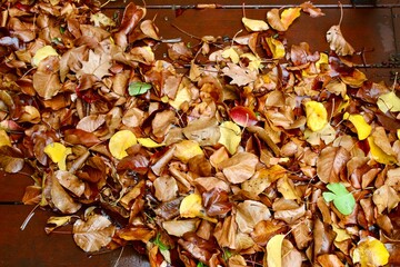 A close-up view of colorful fallen autumn leaves in shades of brown, yellow, and red scattered across a wet wooden deck after rain. Captures the rich textures and seasonal atmosphere of fall.