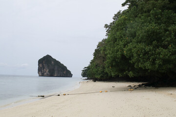 Big green tree on the tropical beach. Summer travel holidays vacation. Island beach landscape exotic shore coast.