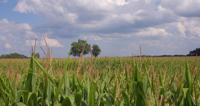 Close-Up of Crops and Soil on Rural Farmland in Natchitoches, Louisiana