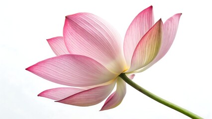 Fototapeta premium Close up of a pink lotus flower with a white background view
