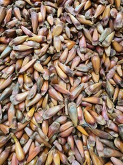 Araucaria pine nuts harvested and stacked