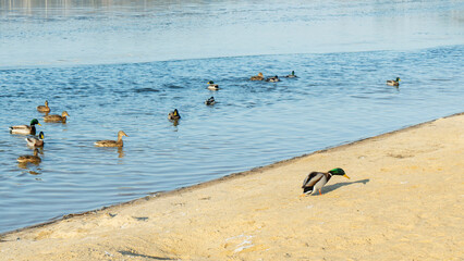 In a city pond at the end of winter, a lively flock of ducks navigates the icy waters, showcasing...