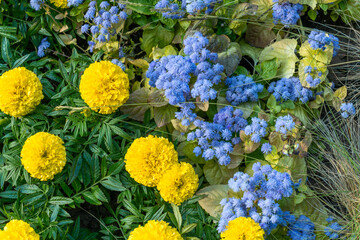 Yellow marigold flowers and blue ageratum in a vibrant garden scene. Bright yellow and blue flowers in a lush garden. A lively contrast of yellow and blue blooms amidst green foliage.