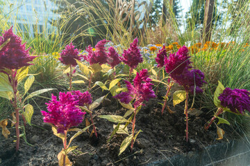 Celosia flower in full bloom in a vibrant garden. Whispers of summer captured in the delicate petals of celosia flowers inviting tranquility and joy.