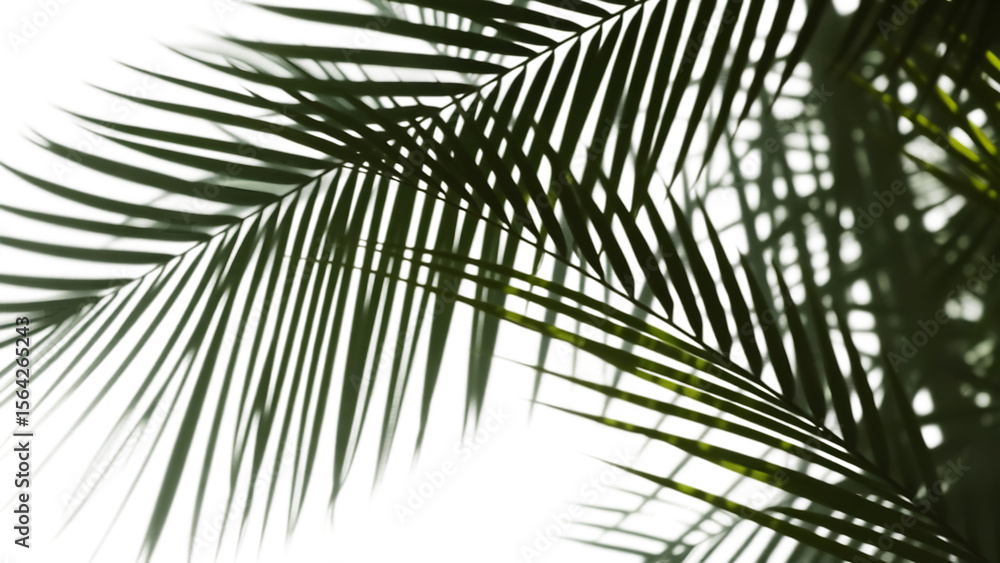 Poster palm leaf shadow on the corner of transparent banner background palm tree branch overlay effect shad