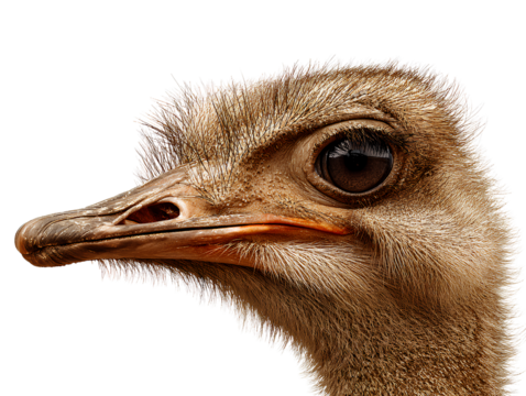 Ostrich head, close-up photograph on a transparent background