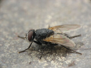 the fly macro