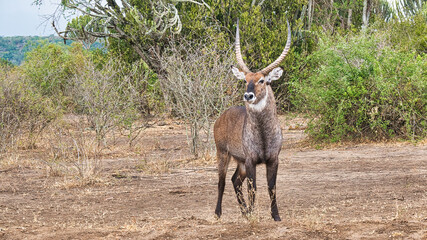 Waterbuck with curved horns in bushland clearing
