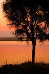 orange red sunset tree