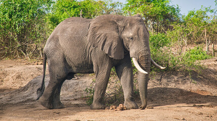 Wild elephant resting on dusty track near Kazinga Channel
