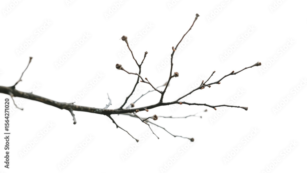 Poster realistic dry branches isolated on transparent background dead tree branch old twig cut out