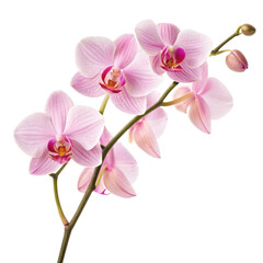 Two branches of Pink orchid Flowers realistic illustration isolated on a transparent background