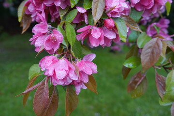 Detailed View of Deep Pink Malus 'Royalty' Crabapple Flowers Glimmering with Raindrops.