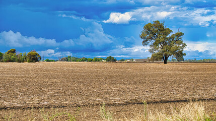 Obraz premium Tree in farm paddock near Yarrawonga