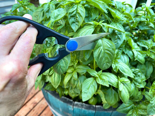 Close up of male hand cutting selected basil leaf plant in home garden on deck during early summer